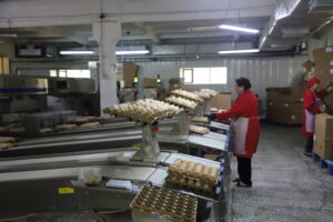 Ak Kuu poultry farm